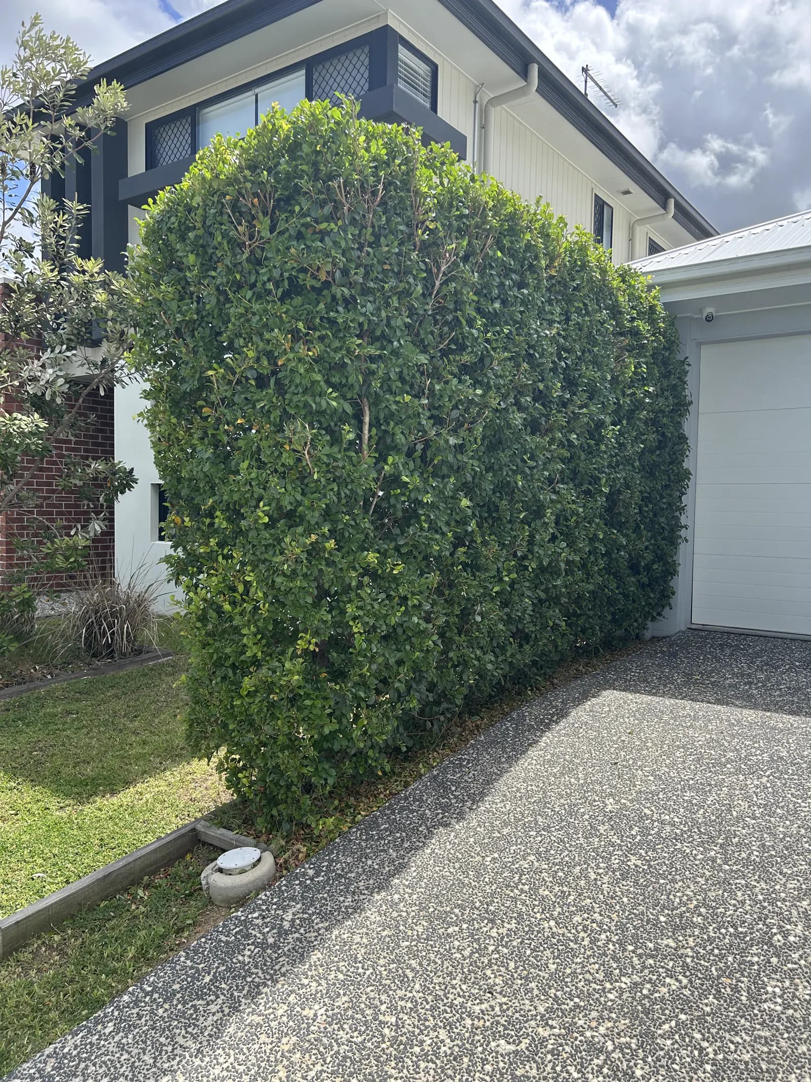 The same topiary cleanly shaped at the corner of the house
