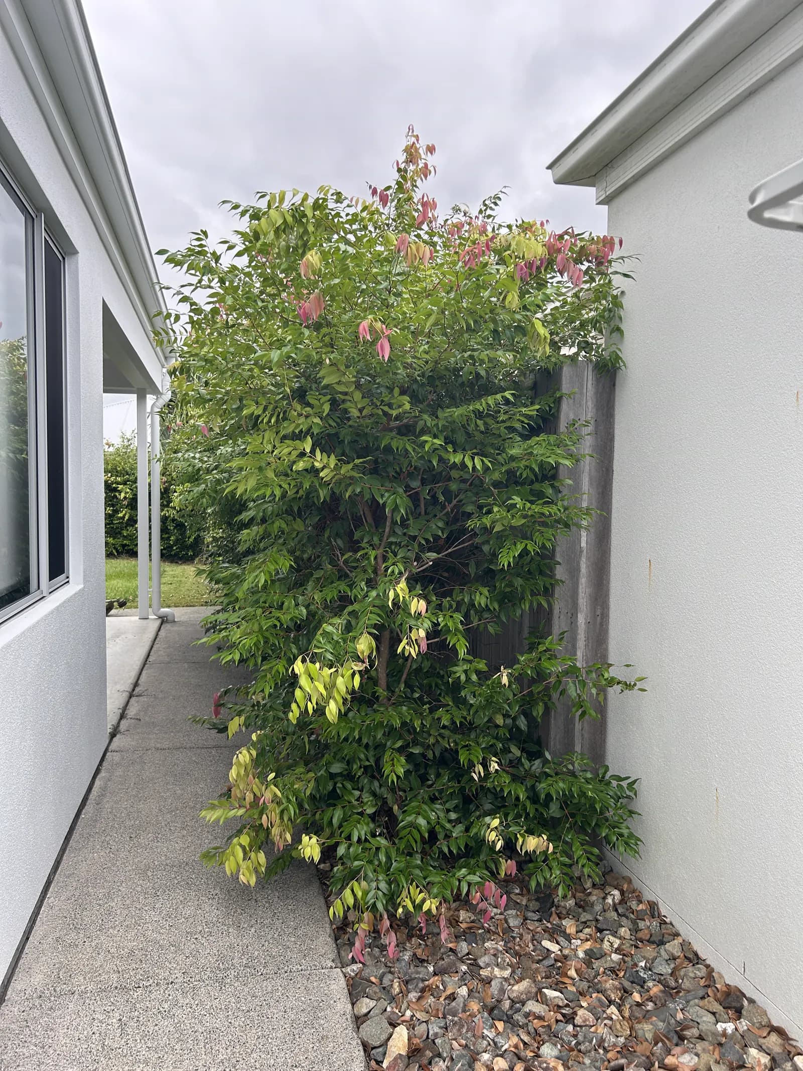 Front-door garden shrub overgrown by the pebble bed, before