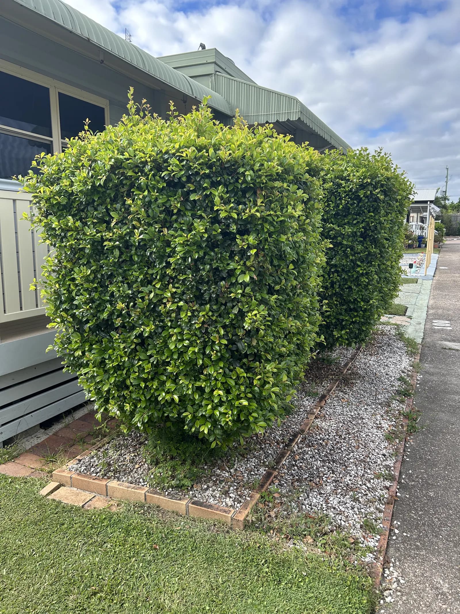 Boxed front hedge overgrown and shapeless, before pruning