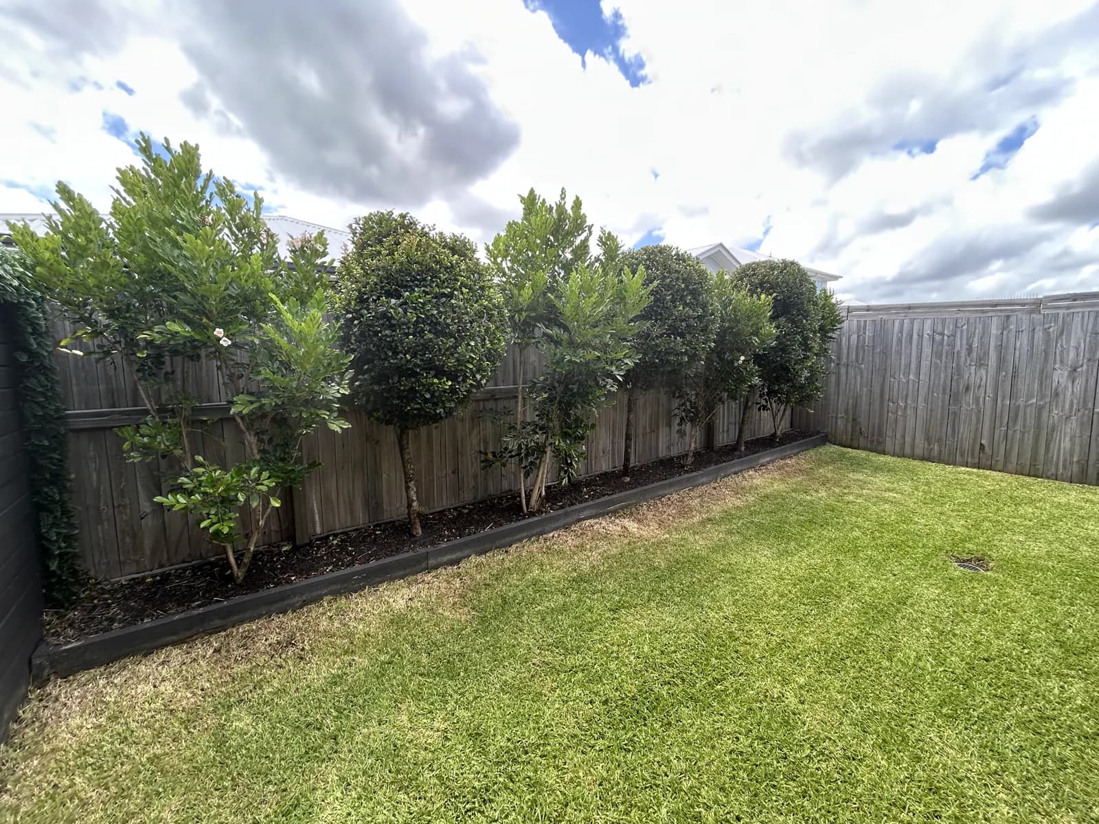 The same topiary balls reshaped along the back fence after Lucky Duck Mowing