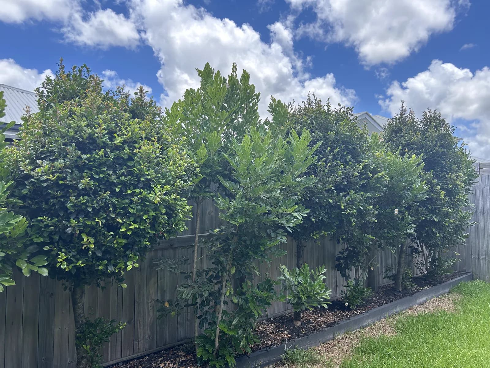 Untrimmed topiary balls along a timber fence before Lucky Duck Mowing