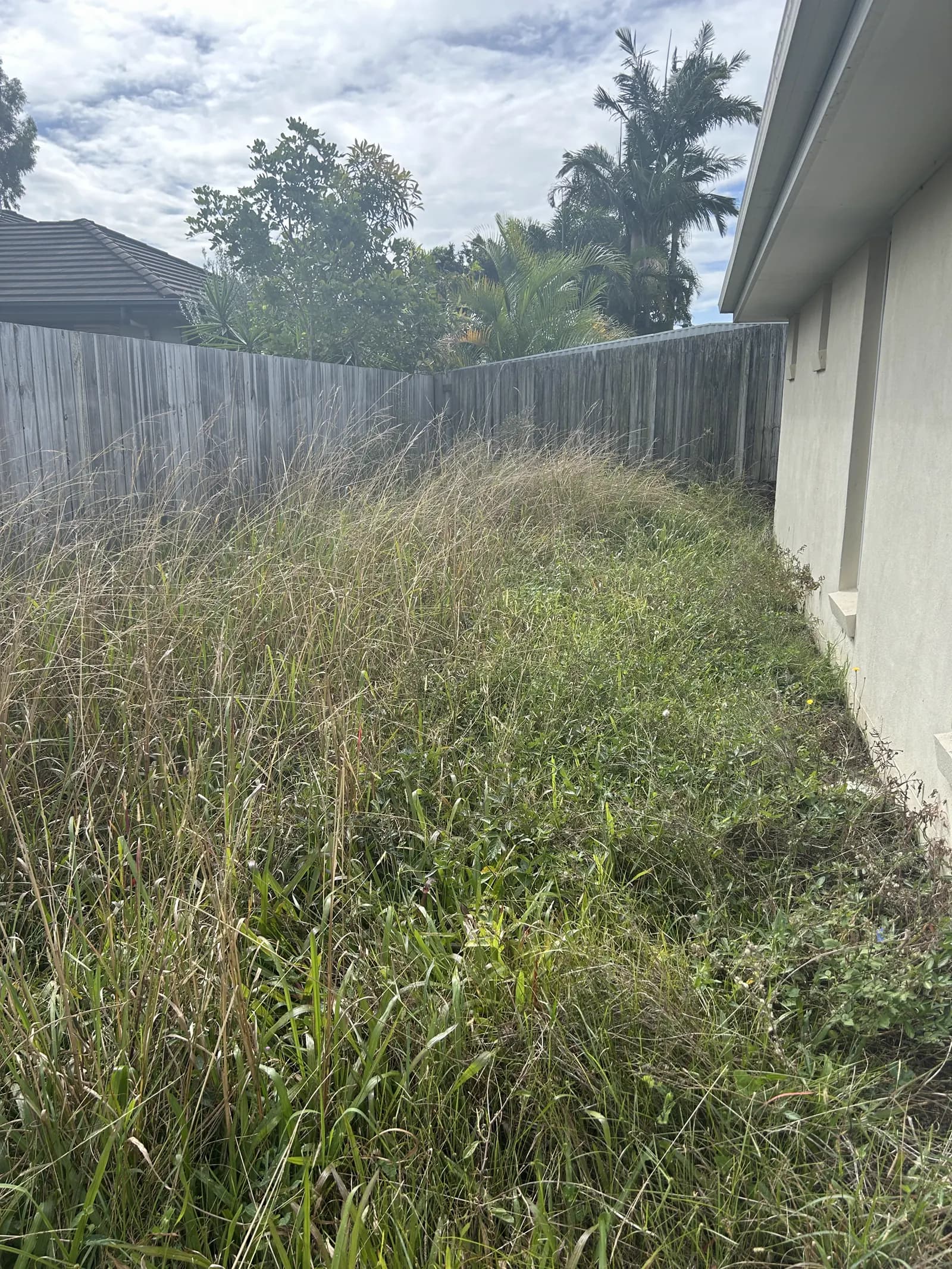 Long grass alongside a deck with palms in the distance, before