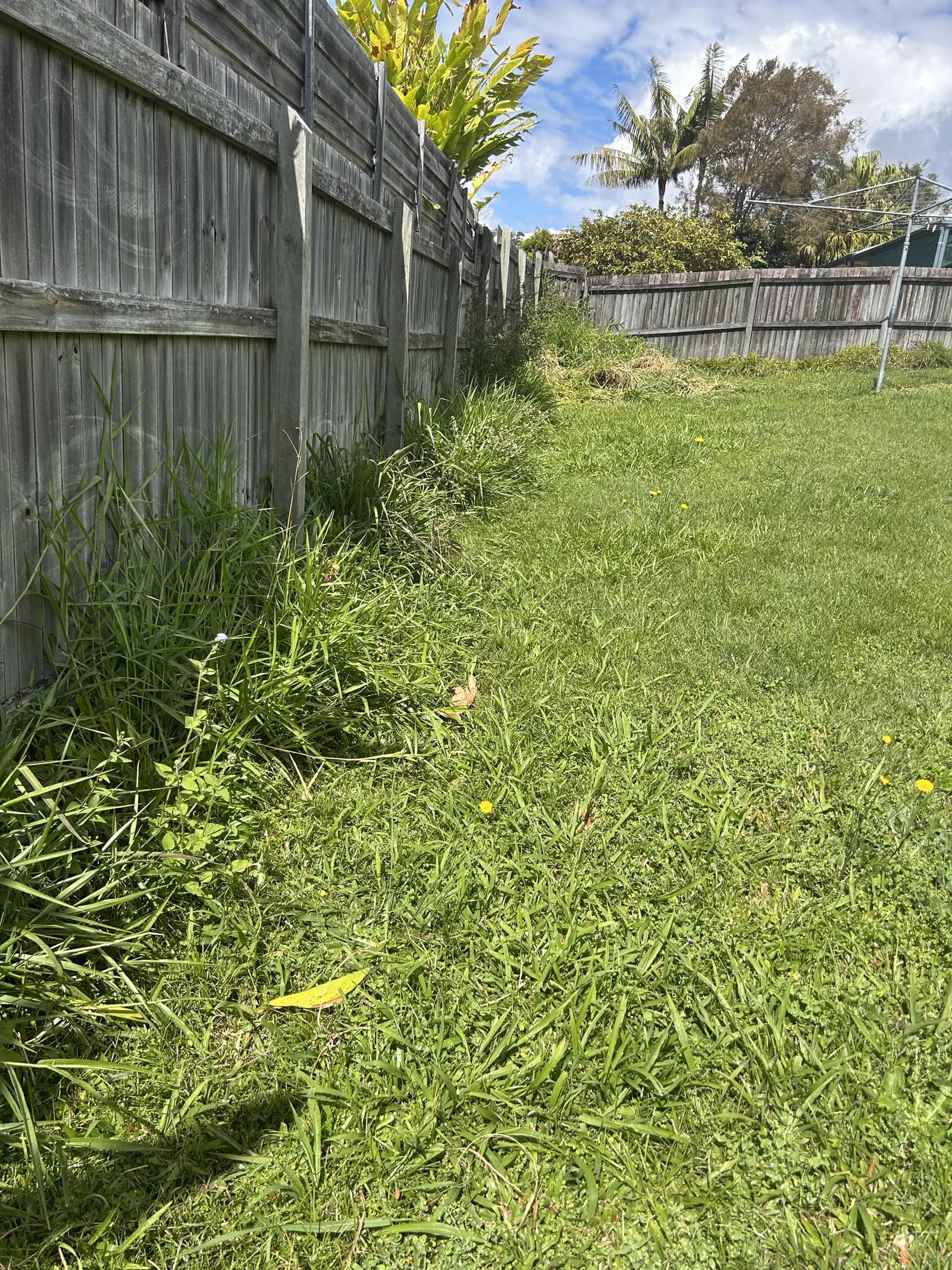 Backyard lawn with tall grass clumps before Lucky Duck Mowing in Caloundra