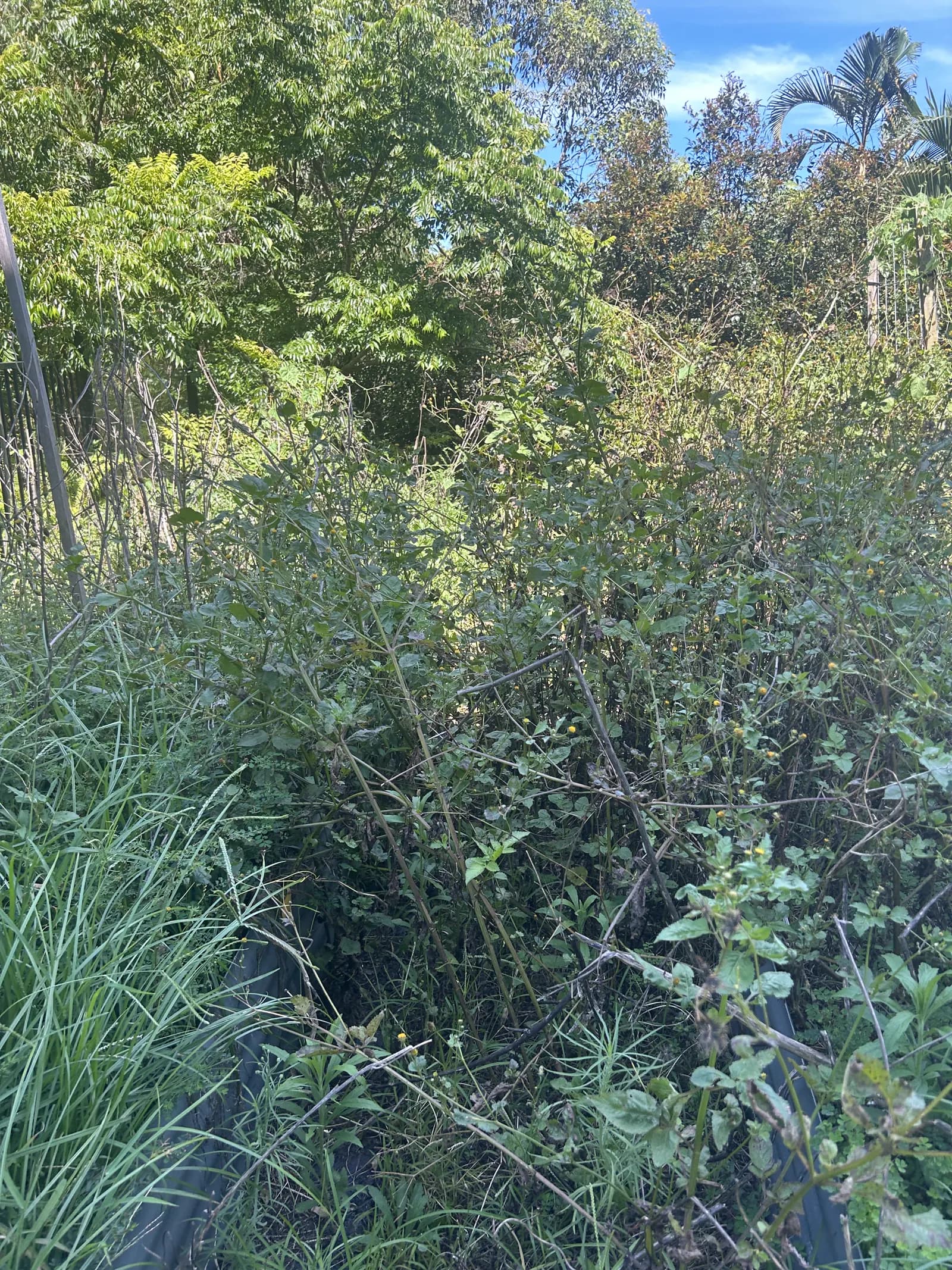Overgrown weedy garden bed against a retaining wall, before